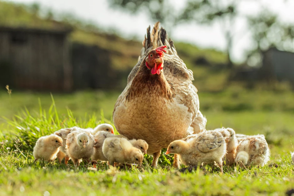 The Cage-Free awareness in Kenya